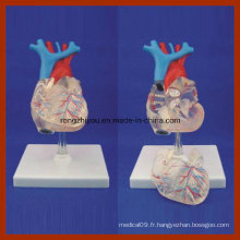 Taille naturelle transparente Modèle de coeur pour adultes